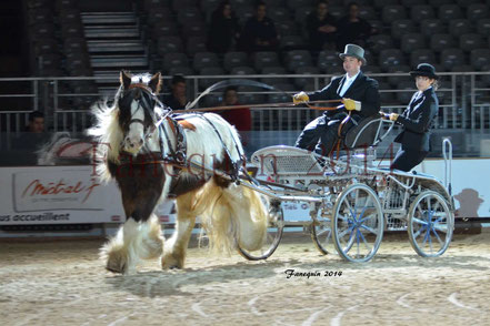 cheval IRISH COB attelé en simple