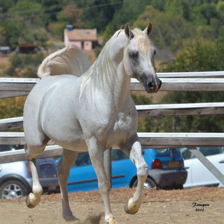 Etalon gris truité