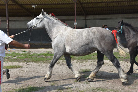 DARLING DE SIGAL - Jument PERCHERON Suitée