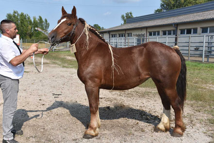 JASMINE DE DARIOS - Pouliche BRETON de 2 ans