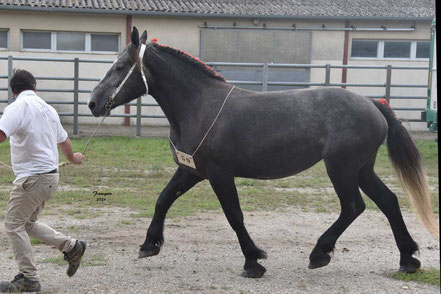 ISSY LES COFFINS - Pouliche PERCHERON de 3 ans