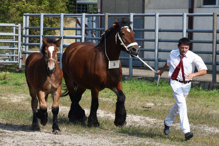 USIBELLE D'ARIES - Jument ARDENNAIS Suitée