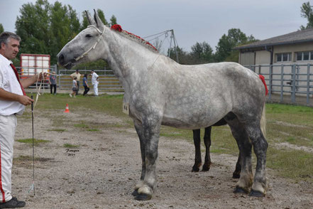 ECLIPSE DE SIGAL - Jument PERCHERON Suitée