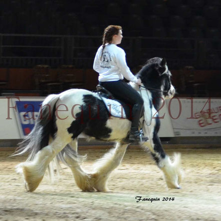 cheval de race IRISH COB monté