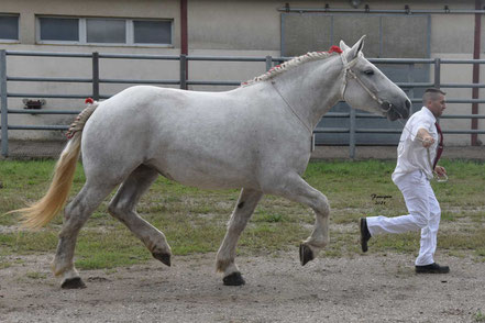 IRMA LE RAMIER - Pouliche PERCHERON de 3 ans