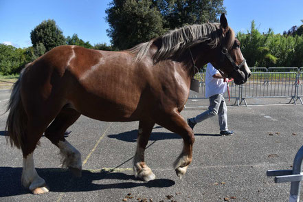 KALIE DU CAUSSE - Trait BRETON de 2 ans