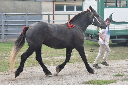 ILDA DES COFFINS - Pouliche PERCHERON de 3 ans