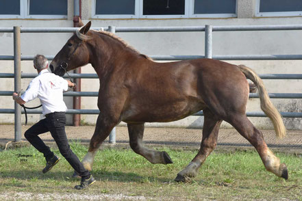 ISIS DE LA GAUGE - Pouliche BRETON de 3 ans