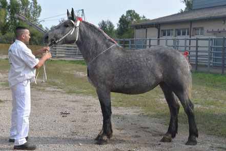 JUMPY DU RAMIER - Pouliche PERCHERON de 2 ans