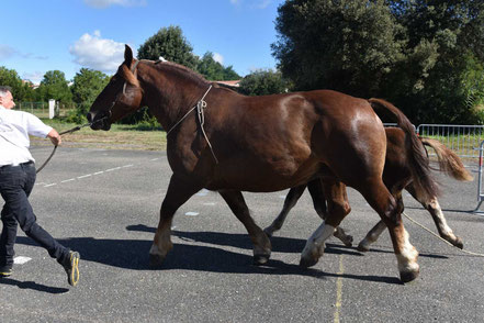 CALINE DE LA GAUGE - Trait BRETON Grande Taille suitée