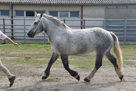 HARMONY COUTAUSSES - Jument PERCHERON Suitée