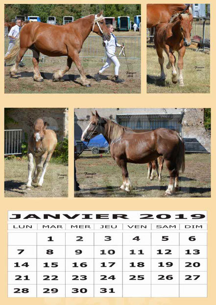 Calendrier A3 - page de Garde - Chevaux de Traits