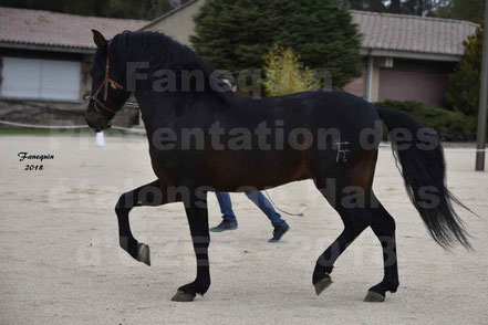 FLAMENCO DE LYDIA (Pur Race Espagnol)