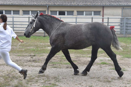 IDOLE DE SIGAL - Pouliche PERCHERON de 3 ans