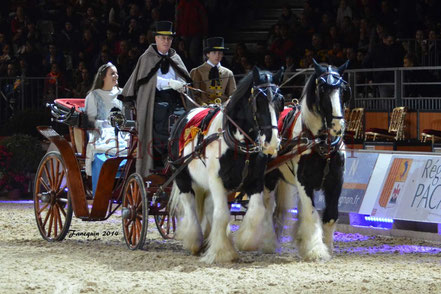 cheval IRISH COB attelés en paire