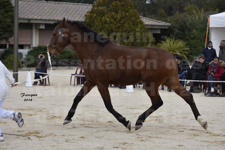 DUENDE MENEZES (cheval LUSITANIEN)