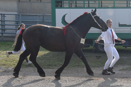 JAVA DE SIGAL - Pouliche PERCHERON de 2 ans