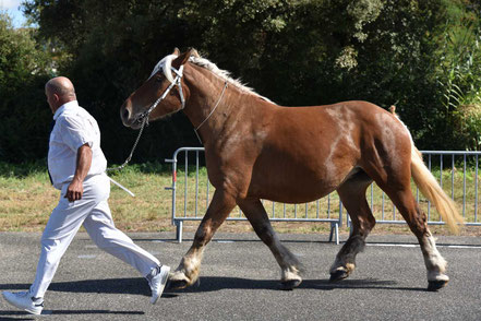 JAZZ DE BELER - Trait COMTOIS de 3 ans