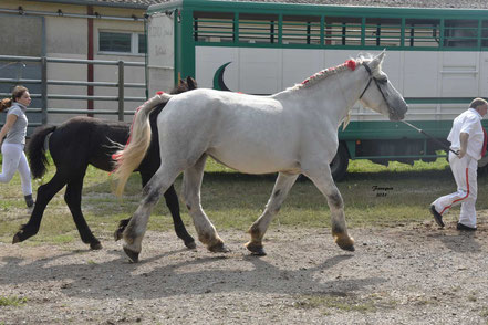 GLORIEUSE DE CAMEL - Jument PERCHERON Suitée