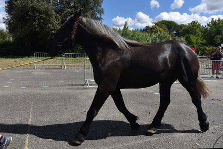 KALY 7 - Trait PERCHERON de 2 ans