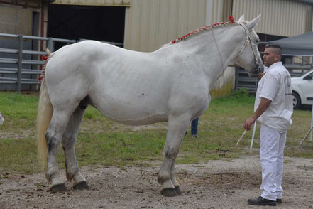 FRIDA DU RAMIER - Jument PERCHERON Suitée