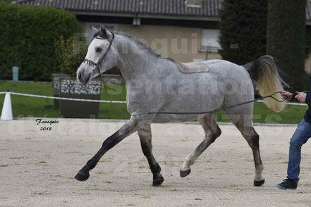 EXCALIBUR LARZAC (cheval Arabe)