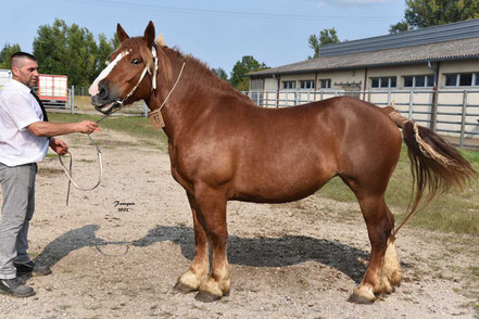 IRIS DE DARIOS - Pouliche BRETON de 3 ans