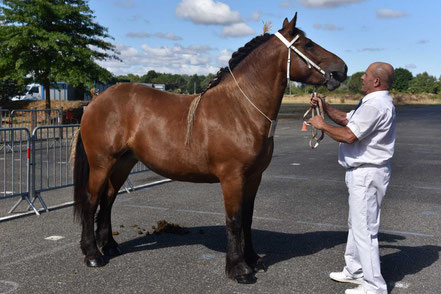 JAVA DE BELER - Trait COMTOIS de 3 ans