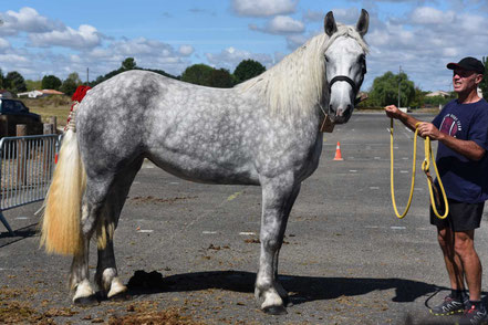 KALIPSO DE YANTIOU - Trait PERCHERON de 2 ans