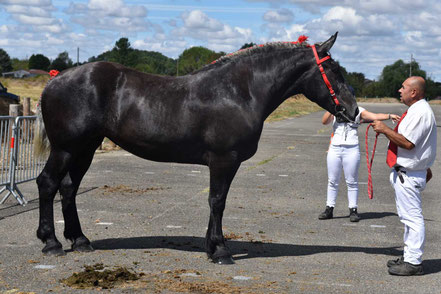 JAZZY DES FONTAINES - Trait PERCHERON de 3 ans