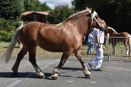 GANESH DE L'ESTANG - Trait COMTOIS 6 ans suitée