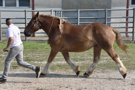 ISIS DE LA FONTAINE - Pouliche BRETON de 3 ans