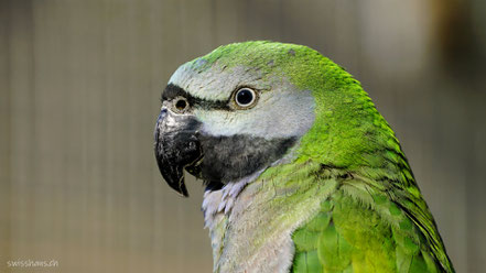 Portrait eines Chinasittichs im Zoo Gnadenhof Eichberg