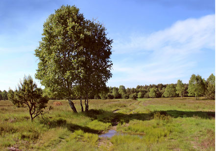 Freifläche in der Glücksburger Heide