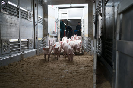 Anlieferung der Ferkel