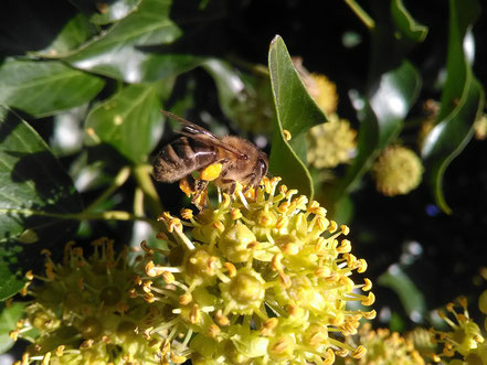 association llb - le rucher du grizzly - miel du jura - abeille