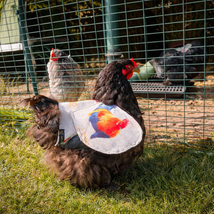 Huhn mit Hühnersattel von Gefiederschutz im Garten