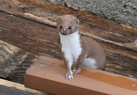 Bild: © Josef Pfleger