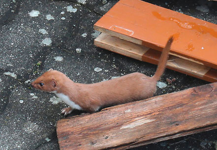 Bild: © Josef Pfleger