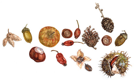 "Herbstfrüchte" Aquarell © Caroline Ronnefeldt