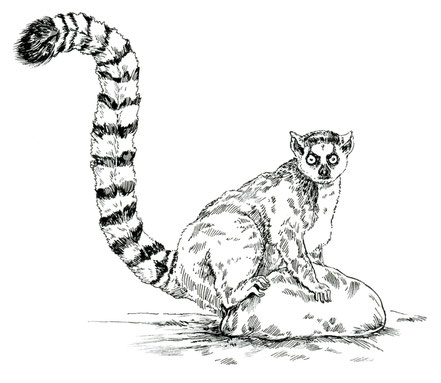 Lemur, Madagaskarfür Rausch Schokolade Federzeichnung © Caroline Ronnefeldt