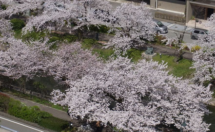 桜並木