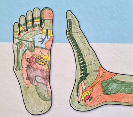 Quelle: "Lehrbuch Reflexzonentherapie am Fuss" von Hanne Marquardt, 8. Auflage, Thieme Verlag, 2019