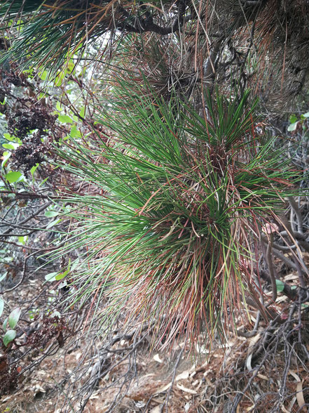 gruen-blaue-nadeln-der-monterey-kiefer