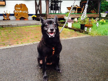 犬と泊まれる宿　小岩井カンタービレ　宿泊犬　7頭目写真1