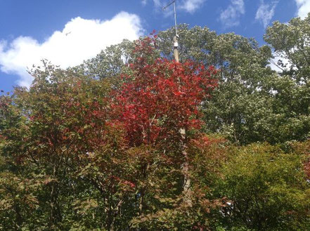 小岩井カンタービレ　紅葉の木写真