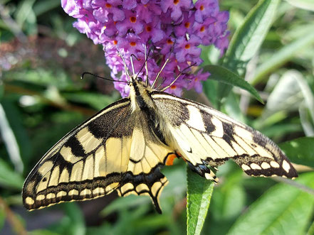 MAG Lifestyle Magazin Tierfoto Tierfotos Bilder Fotos Tiere Schmetterling Schmetterlinge