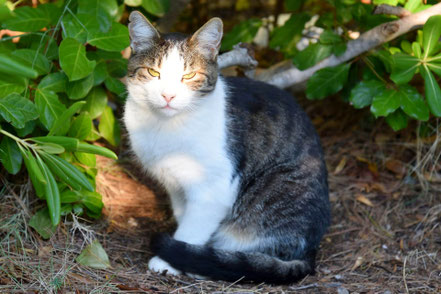 Katzenfotos & süße Katzenbilder