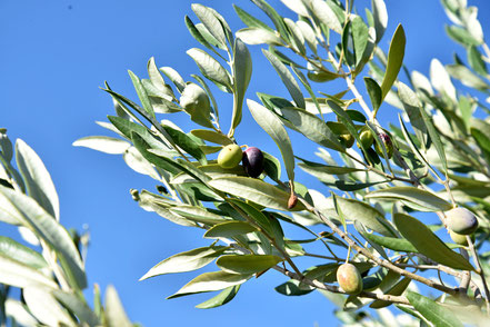 Olivenbäume, prägend für mediterrane Landschaften und Synonym für Frieden, Hoffnung und ewiges Leben
