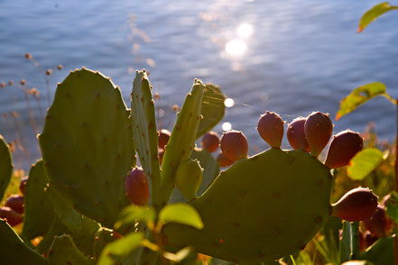Impressionen an der dalmatinischen Adria © MAG Lifestyle- & Reisemagazin